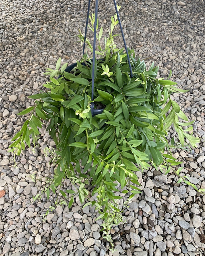 Aeschynanthus 'Japhrolepis' - Lipstick plant (neinflorita)