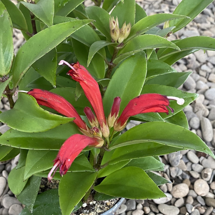 Aeschynanthus Carina