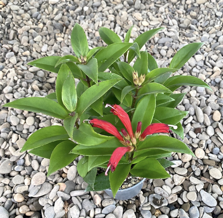 Aeschynanthus Carina