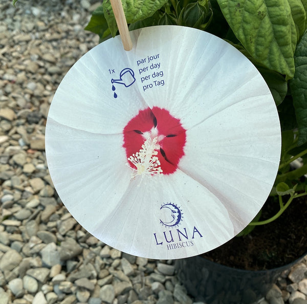 Trandafir japnoez, Hibiscus Moscheutos Luna - floarea mare, pret atractiv