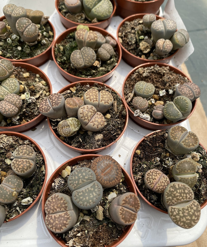 Lithops mix - plante suculente spectaculoase, magazin online cu preturi imbatabile