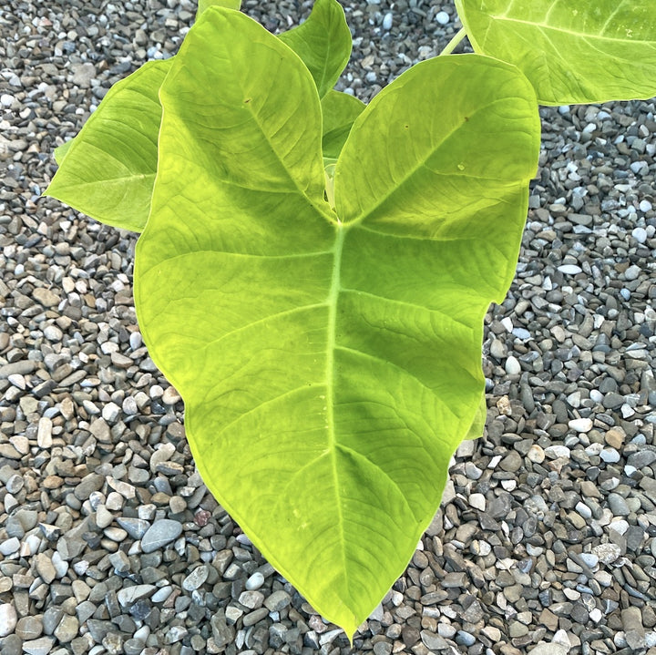 Xanthosoma sagittifolium 'Lime Zinger'