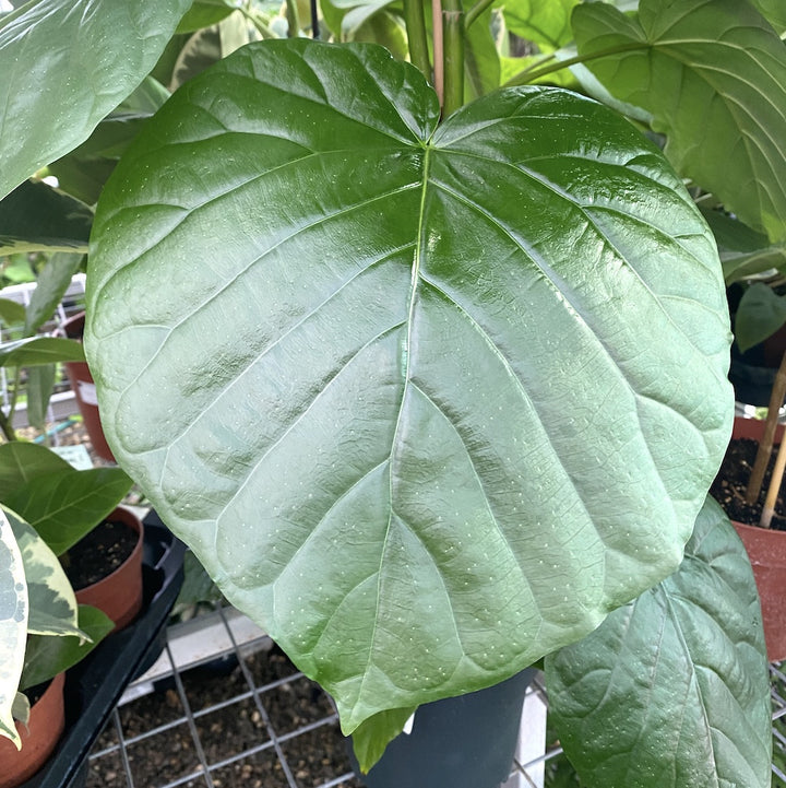 Ficus umbellata