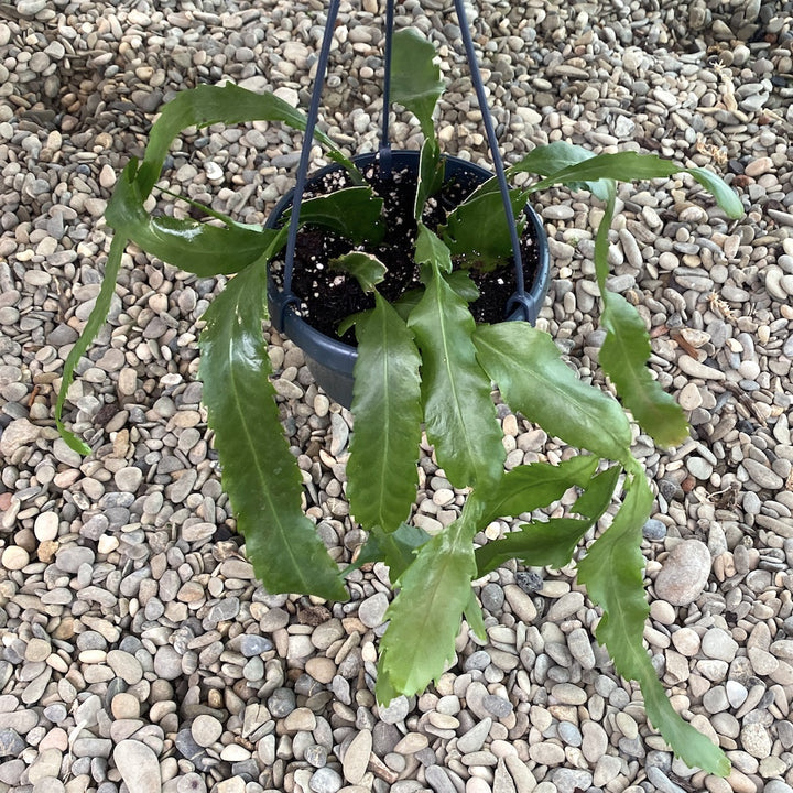 Rhipsalis houlletiana v. regnellii