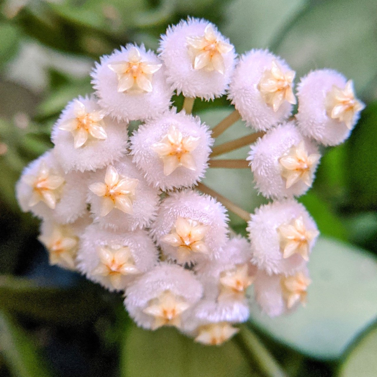 Hoya lacunosa 'Langkawi Island' - parfum de scortisoara