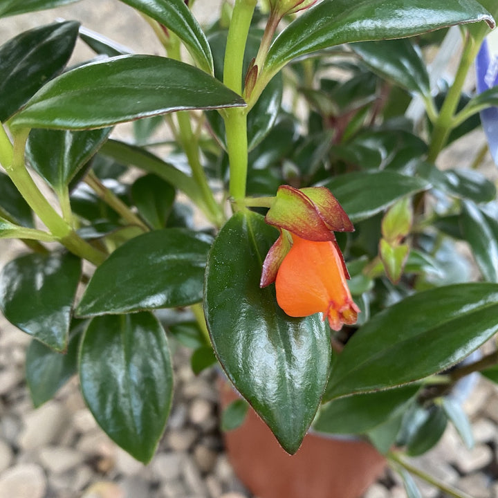 Nematanthus gregarius (Fish Plant)