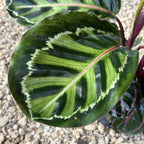 Calathea picturata crimson