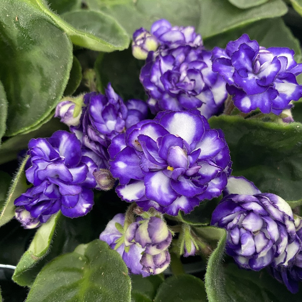 Saintpaulia Rosanne Lotte - violete batute albastru-alb