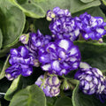 Saintpaulia Rosanne Lotte - violete batute albastru-alb