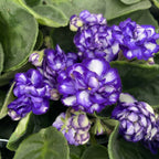Saintpaulia Rosanne Lotte - violete batute albastru-alb