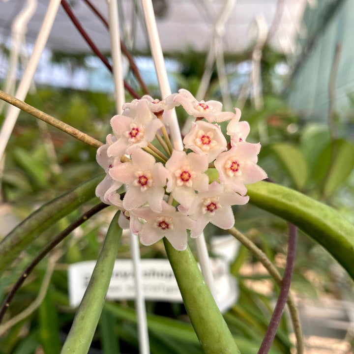 Hoya shepherdii