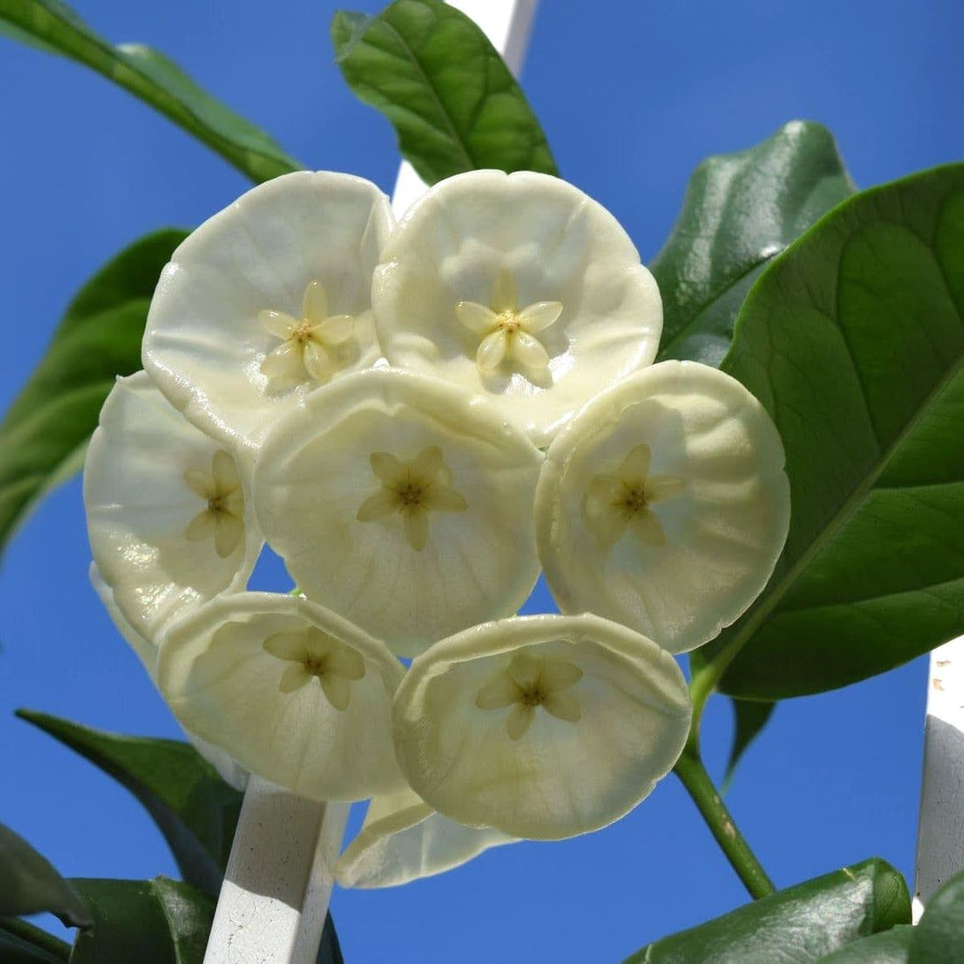 Hoya danumensis - flori parfumate