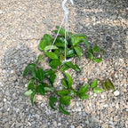 Hoya carnosa ‘Green Exotica’ (pink flowers)