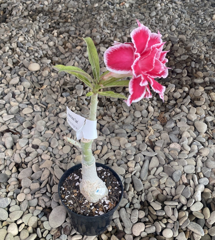 Adenium Obesum 'Dawn'