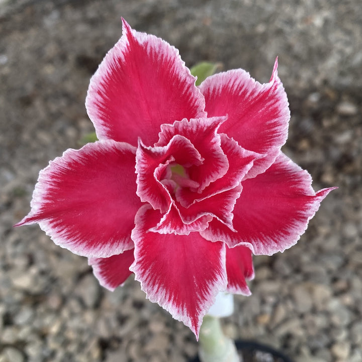 Adenium Obesum 'Dawn'