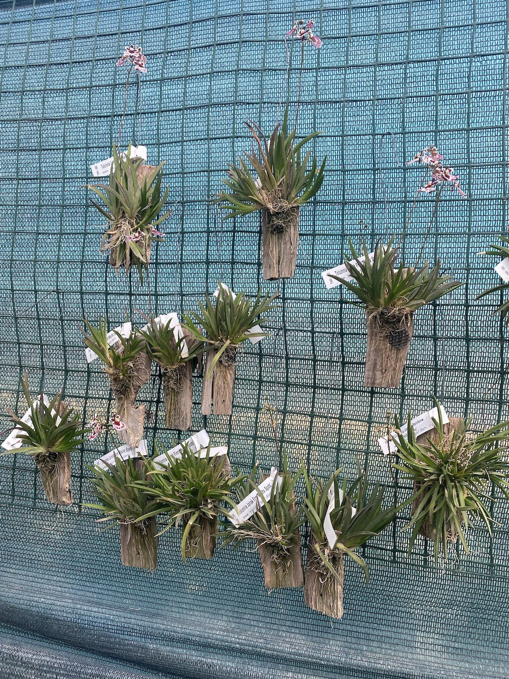 Tolumnia Jairak Firm 'Mocha Spots'