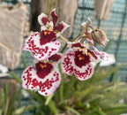 Tolumnia Jairak Firm 'Mocha Spots'