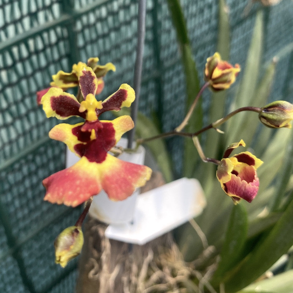 Tolumnia Jairak Flyer 'Carrot'