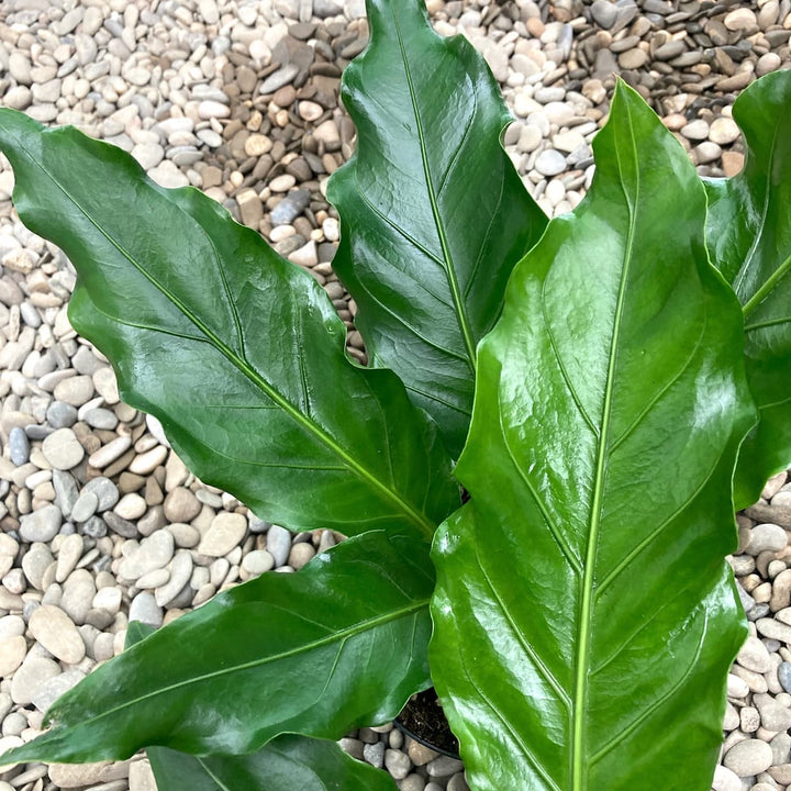 Anthurium plowmanii