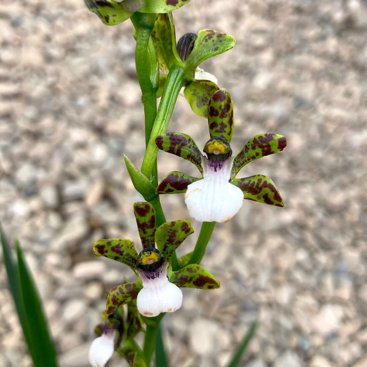 Zygopetalum microphytum