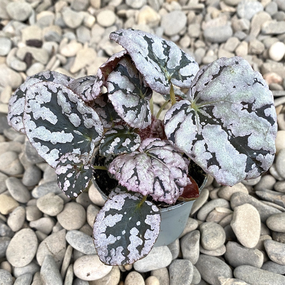 Begonia rex Chayo (babyplant)