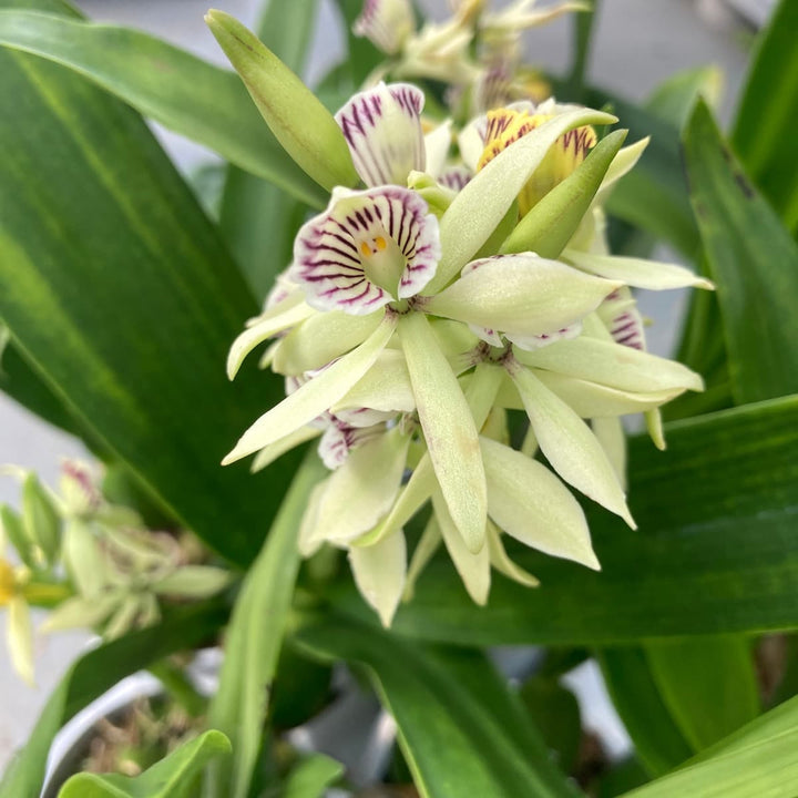 Prosthechea (Encyclia) radiata-fragrans