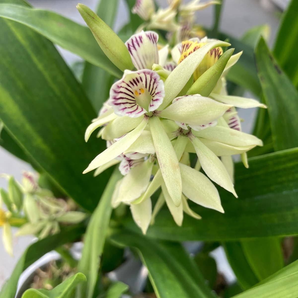 Prosthechea (Encyclia) radiata-fragrans - пъстри листа