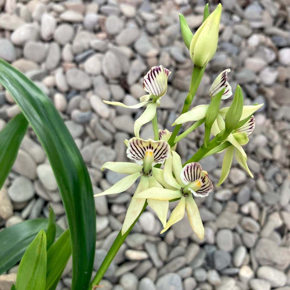 プロステシア　マリエ　洋ラン 洋蘭原種 (006) Prosthechea ( Encyclia ) mariae プロステシア マリエ
