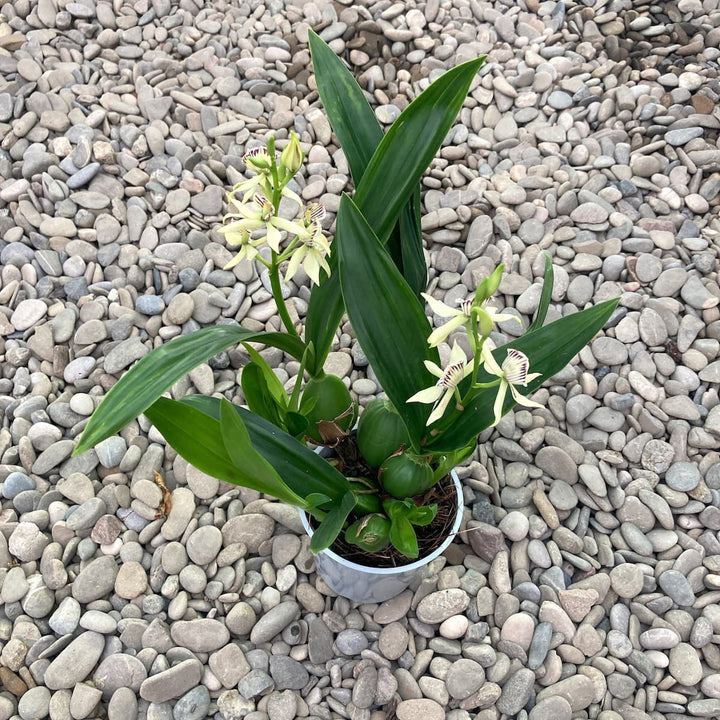 Prosthechea (Encyclia) radiata-fragrans