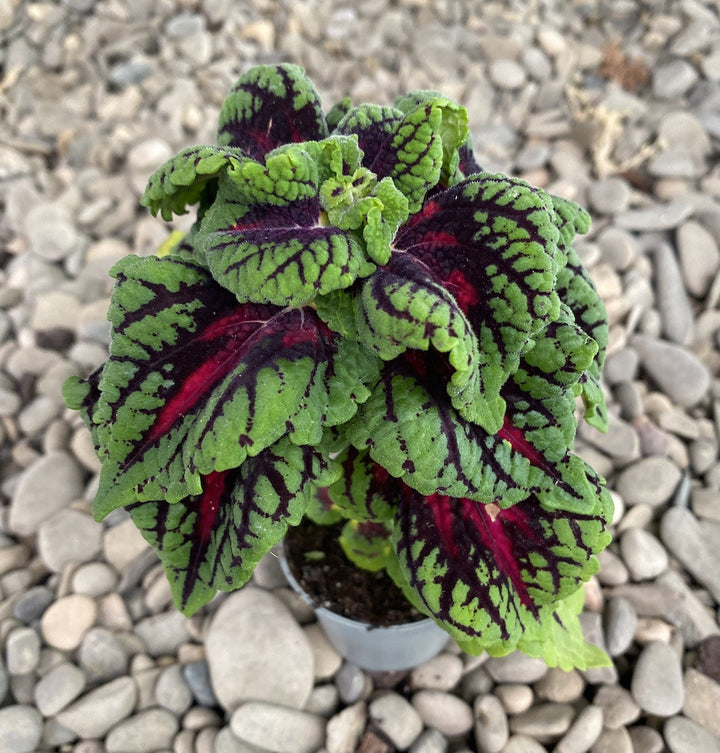 Coleus MS La Rambla - urzicuta (babyplant)