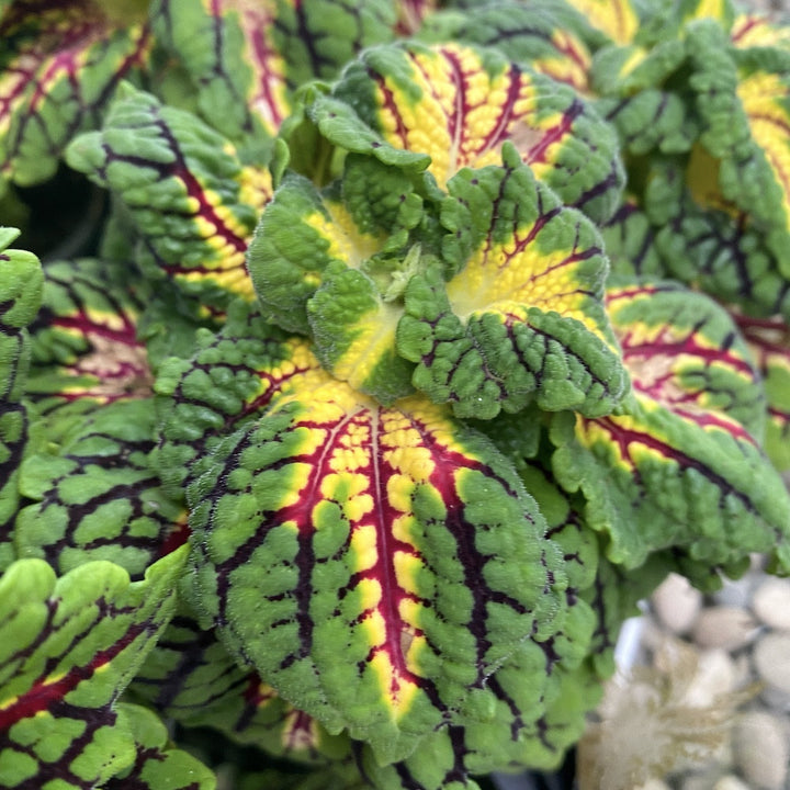 Coleus MS La Rambla - urzicuta (babyplant)