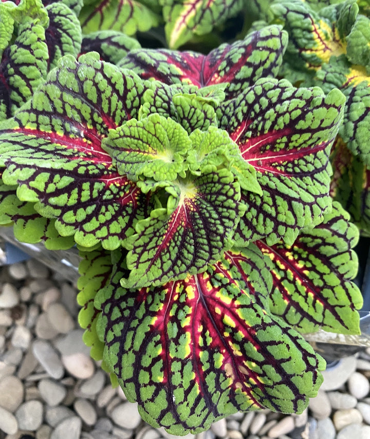 Coleus MS La Rambla - urzicuta (babyplant)