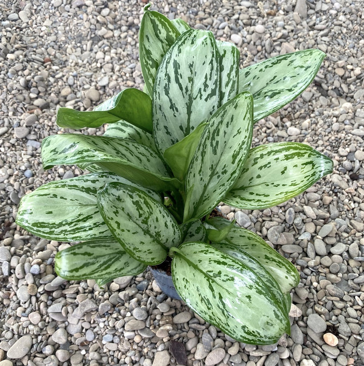 Aglaonema 'Maria Christina'