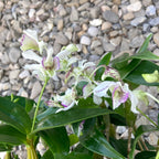Dendrobium Roy Tokunaga