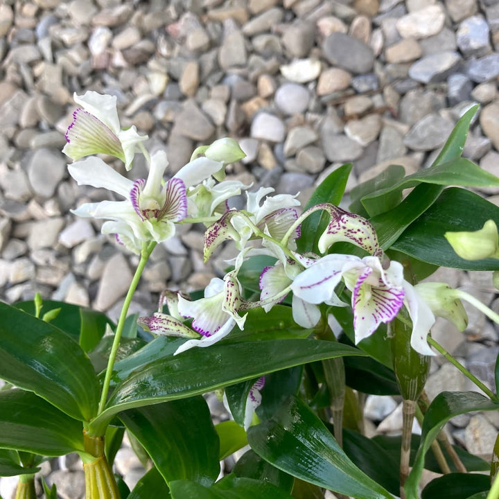 Dendrobium Roy Tokunaga