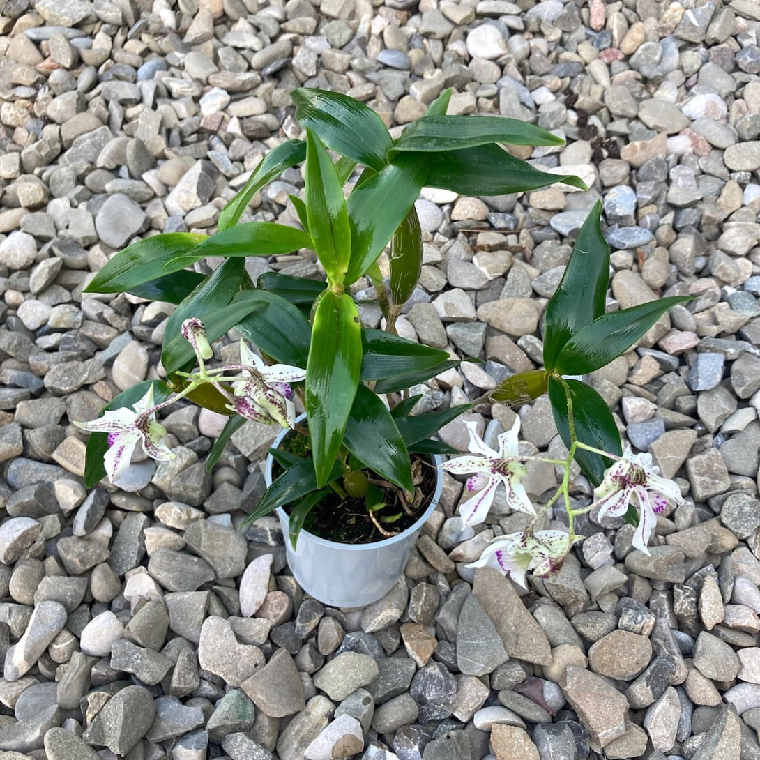 Dendrobium Roy Tokunaga