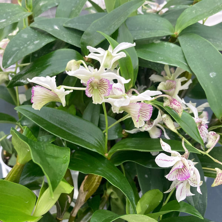 Dendrobium Roy Tokunaga