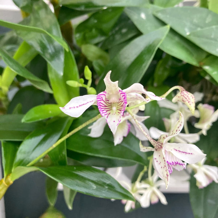 Dendrobium Roy Tokunaga