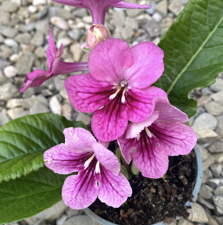 Streptocarpus roz