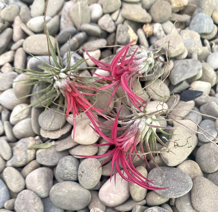 Tillandsia rosie, Ionantha red disponibila in magazin online la pret special!