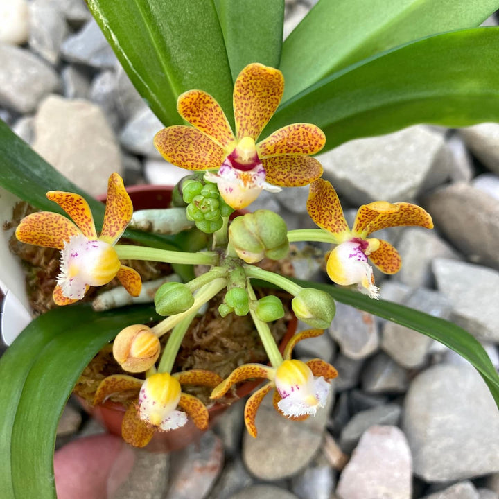 Gastrochilus acutifolius