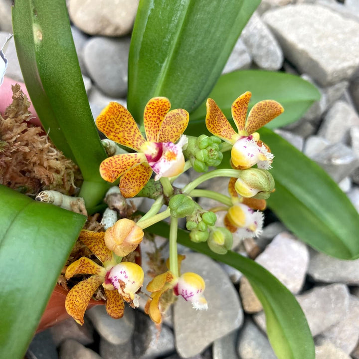 Gastrochilus acutifolius