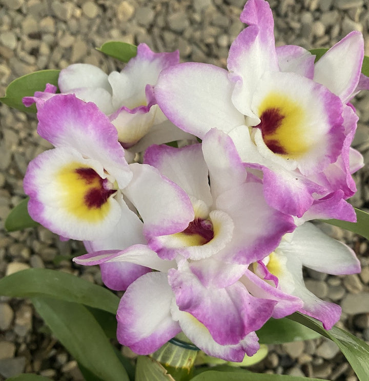 Dendrobium Brilliant Smile 'Royal'