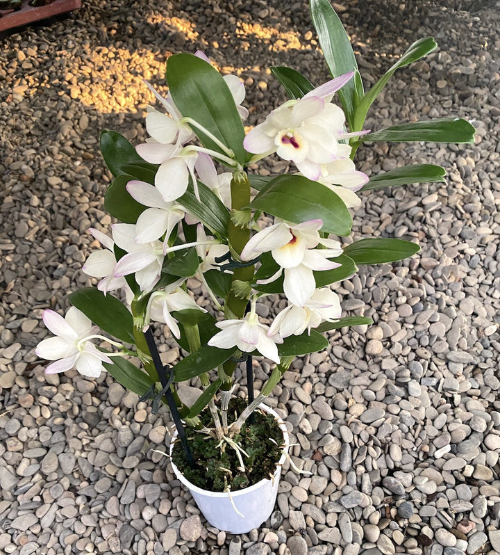 Dendrobium To My Kids 'Snow White'