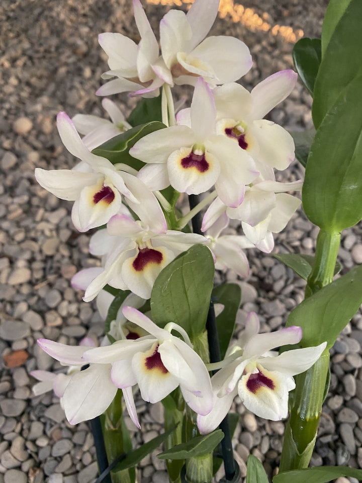 Dendrobium To My Kids 'Snow White'