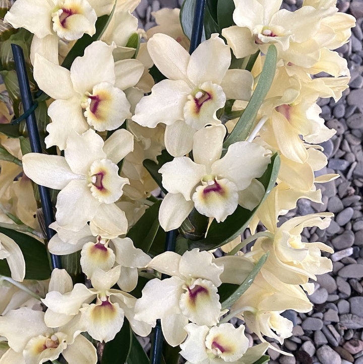 Dendrobium Yellow Magic 'Festival'