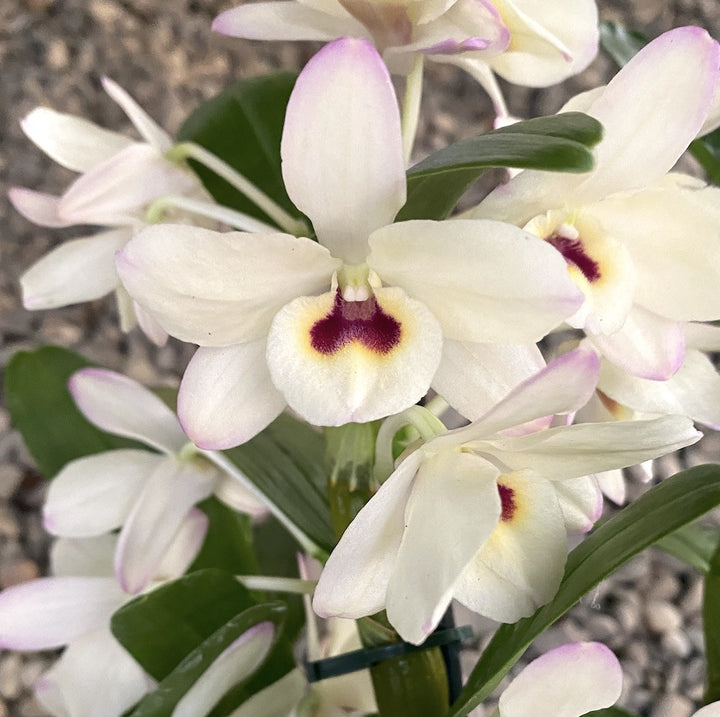 Dendrobium To My Kids 'Snow White'