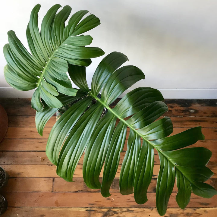 Rhaphidophora Decursiva (Philodendron Kylin Tail)