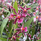 Oncidium Katrin Zoch "Mieke" *variegat, flori parfumate