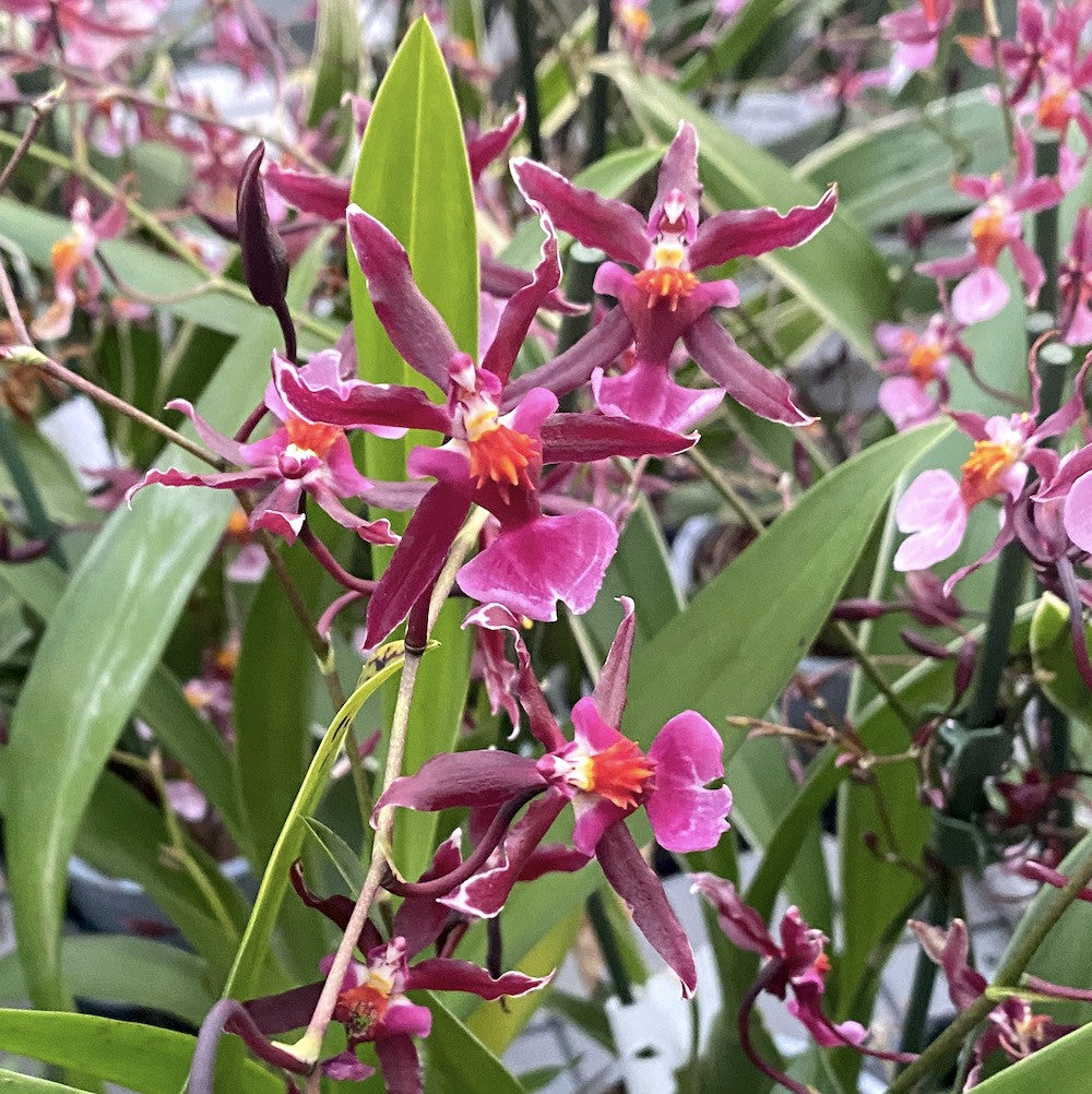 Oncidium Katrin Zoch "Mieke" *variegat, flori parfumate